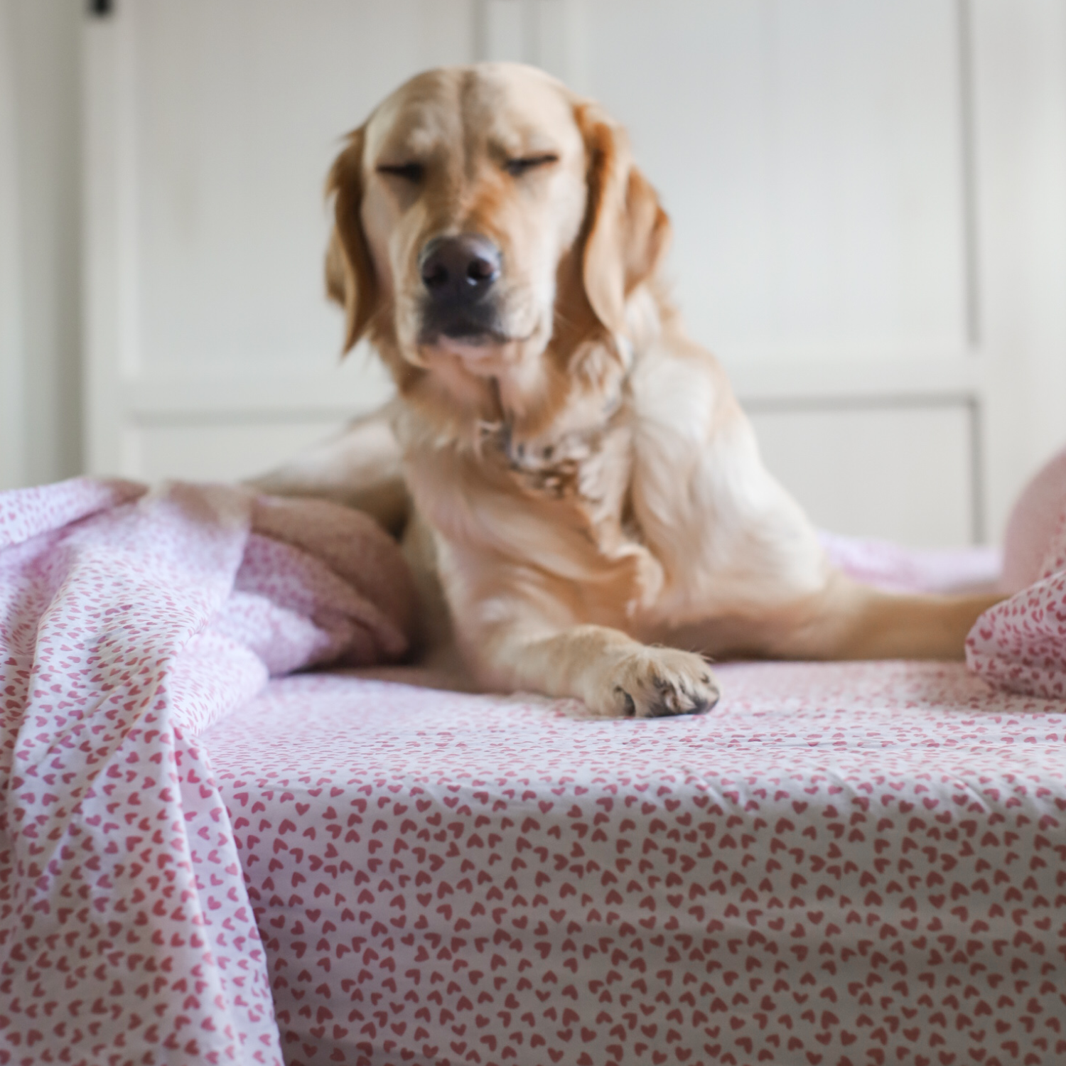 A golden retriever sits on a bed covered with pink and white heart-patterned sheets, eyes partially closed as if sleepy or relaxed.