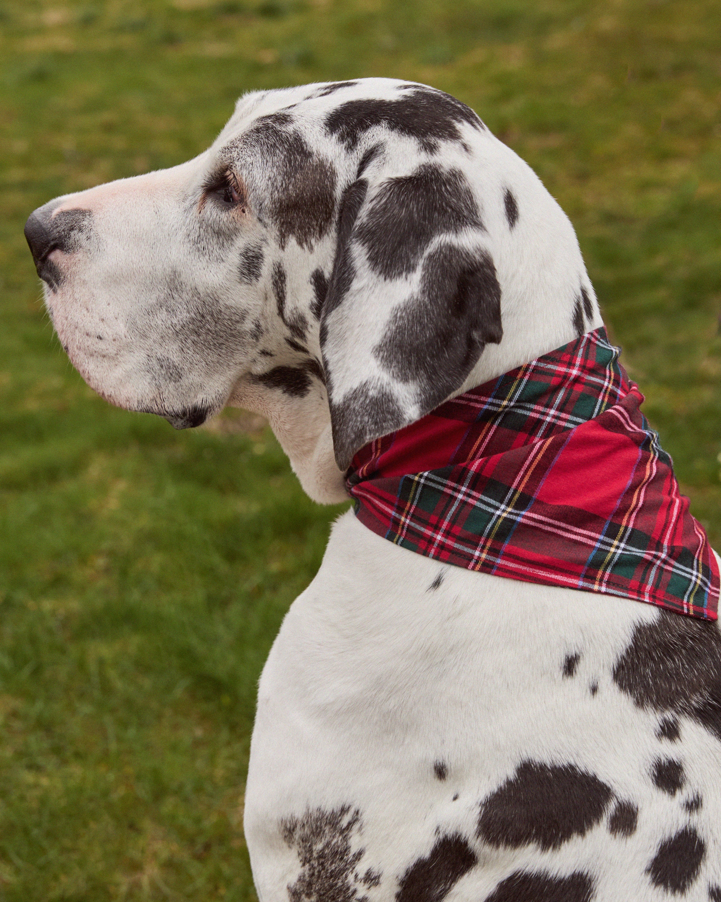Two dogs sit festively side by side; the left one has a black and white coat and sports a red plaid bandana, while the right one, with curly brown fur, wears a blue plaid bandana. Both are in high spirits with their tongues out. Product: Brushed Cotton Dog Bandana in Imperial Tartan by Petite Plume.