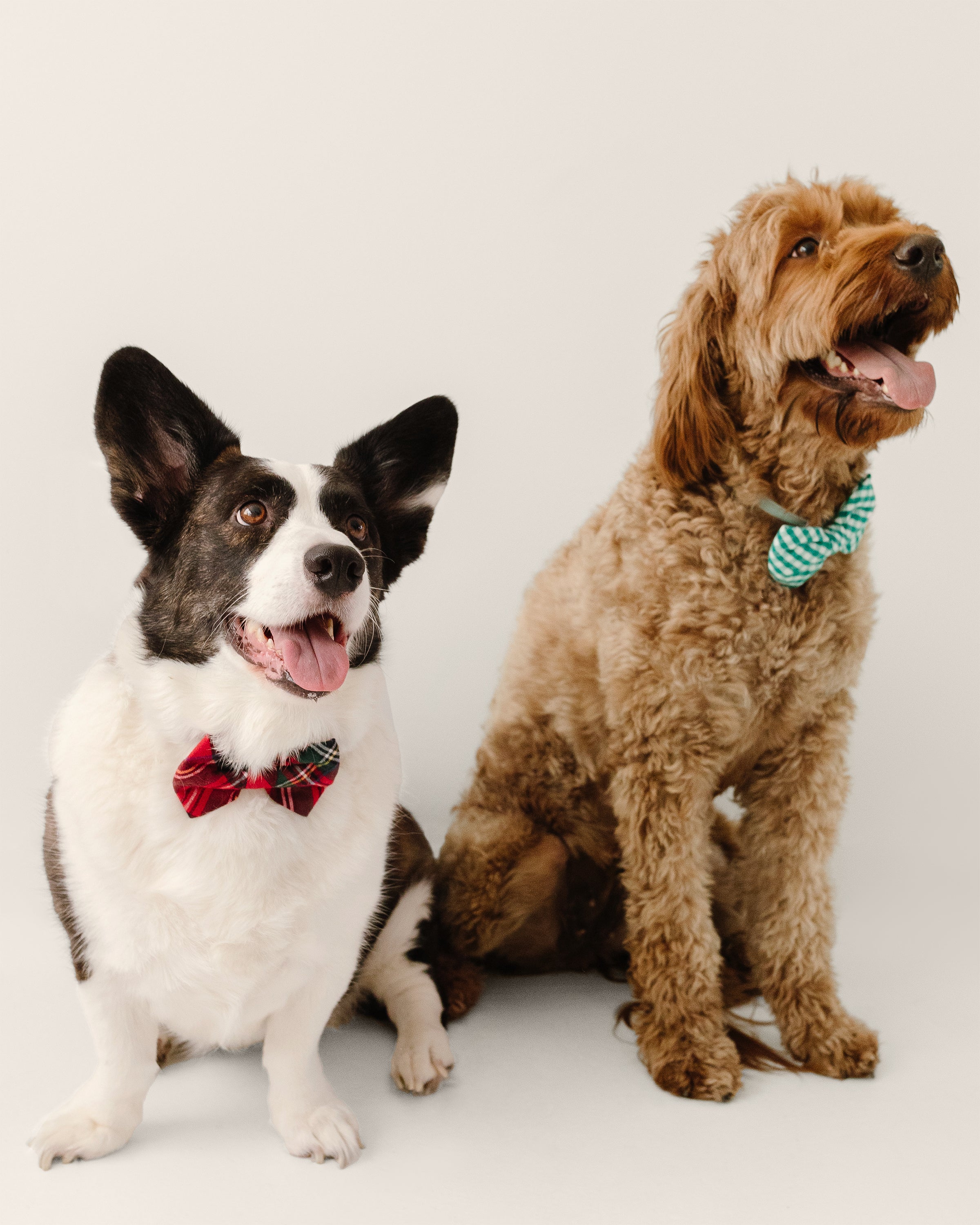 A black and white corgi sports a Dog Bow Tie in Imperial Tartan by Petite Plume, resting beside a fluffy brown dog in a green striped bow tie. Both pups joyfully gaze upwards, tongues out, on a plain white backdrop.