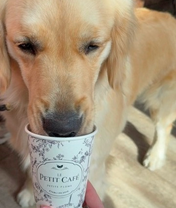 A golden retriever sniffs or drinks from a white paper cup labeled Le Petit Café held by a person. Sunlight shines on the dogs fur.
