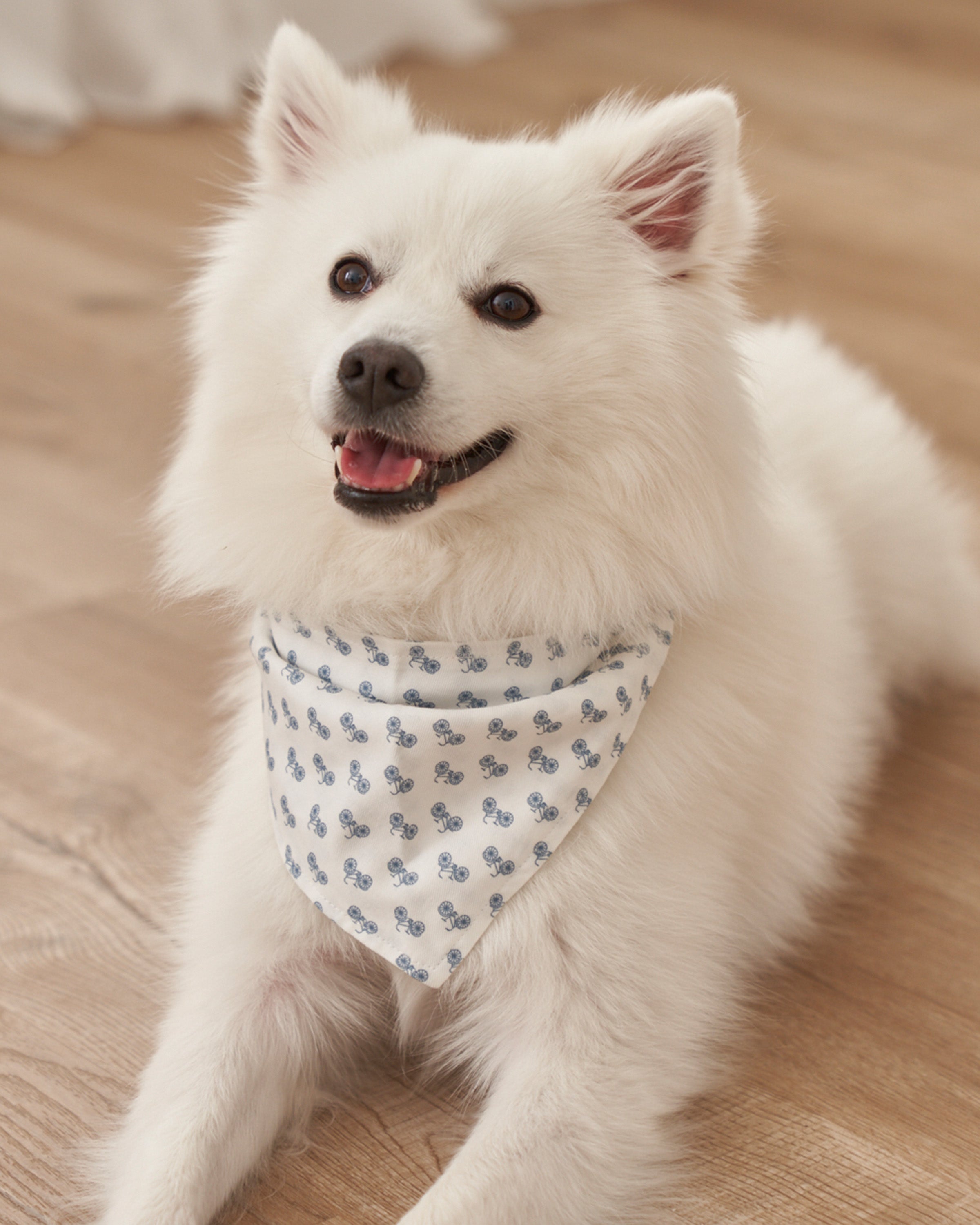 A fluffy white dog with a friendly expression lies on a wooden floor, wearing the charming Dog Twill Bandana in Bicyclette by Petite Plume. Its pointed ears and slightly open mouth reveal its tongue, enhancing the allure of this delightful dog accessory.