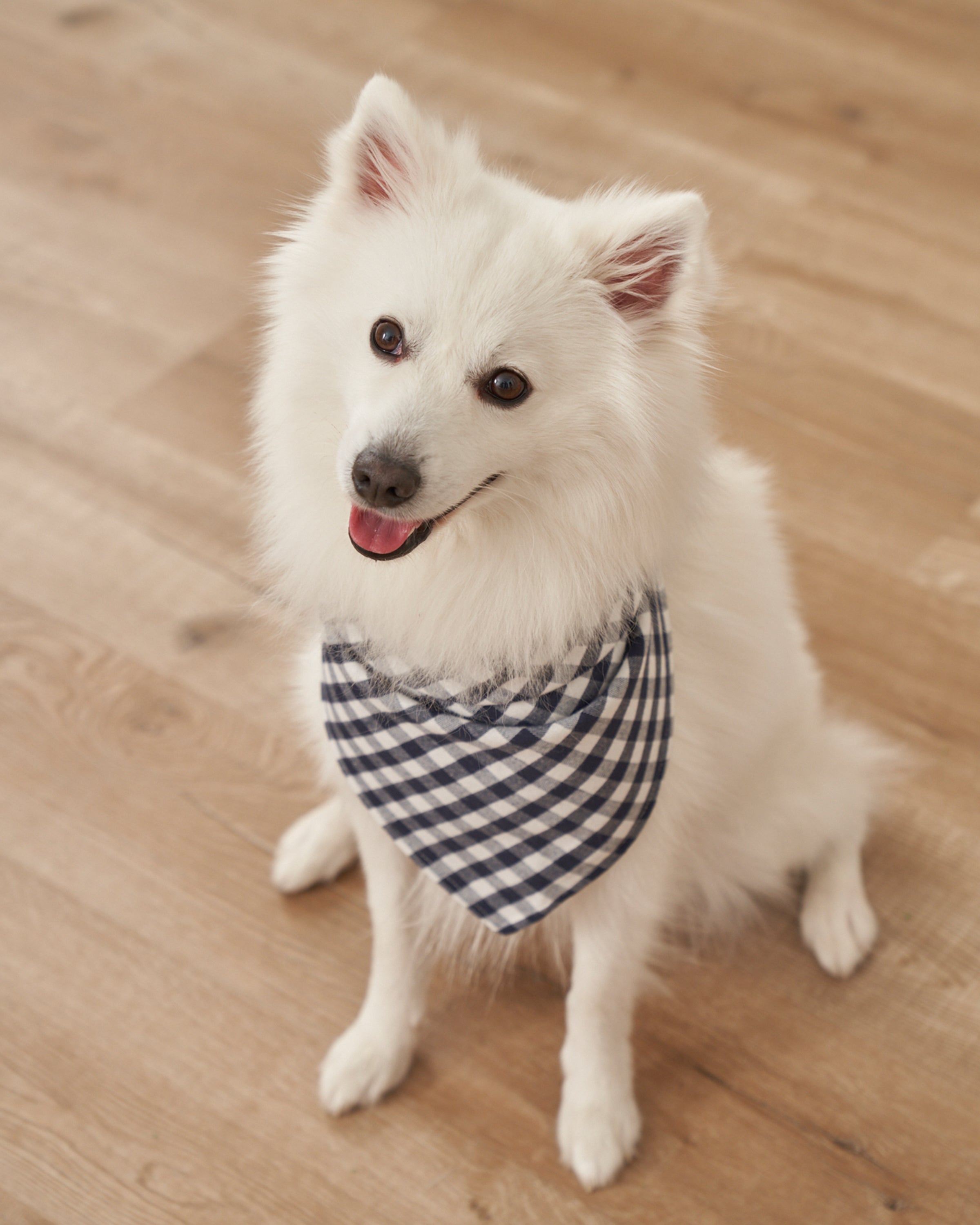 A fluffy white dog with pointy ears and a bushy tail sits on a wooden floor, wearing a Petite Plume Dog Bandana in Navy Gingham. It looks up with its tongue out, perfectly showcasing personality and style in its charming dog accessory.