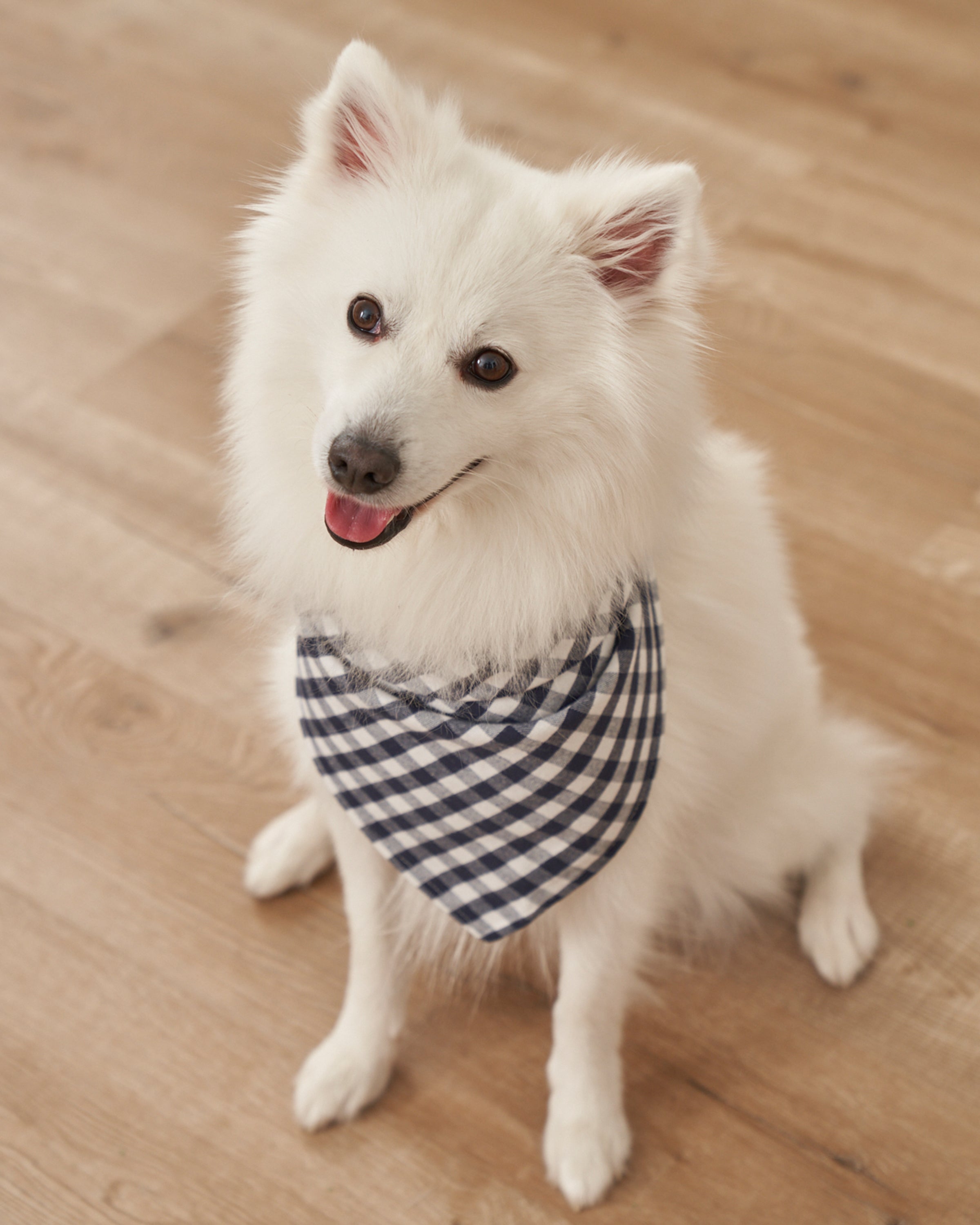 A fluffy white dog sits on a wooden floor, wearing the charming Petite Plume Dog Bandana in La Mer made from blue and white checkered fabric. The dog looks up happily with its tongue slightly out, highlighting the latest in stylish dog accessories.