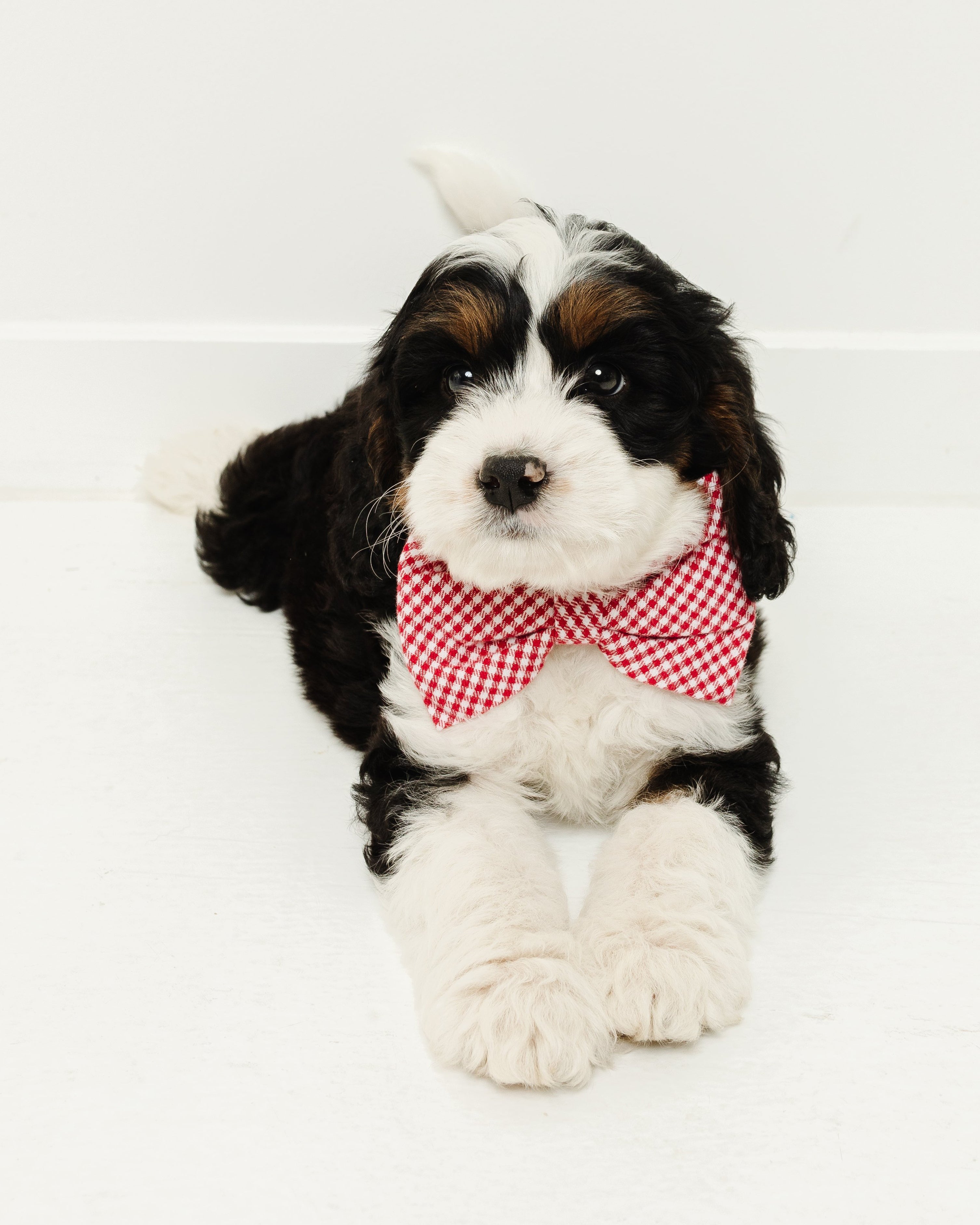 A fluffy black, white, and brown puppy wears a charming Petite Plume Dog Bow Tie in Sweethearts. Resting on a pristine white surface with a matching backdrop, the puppy gazes forward, effortlessly showcasing irresistible charm through its stylish dog accessory.