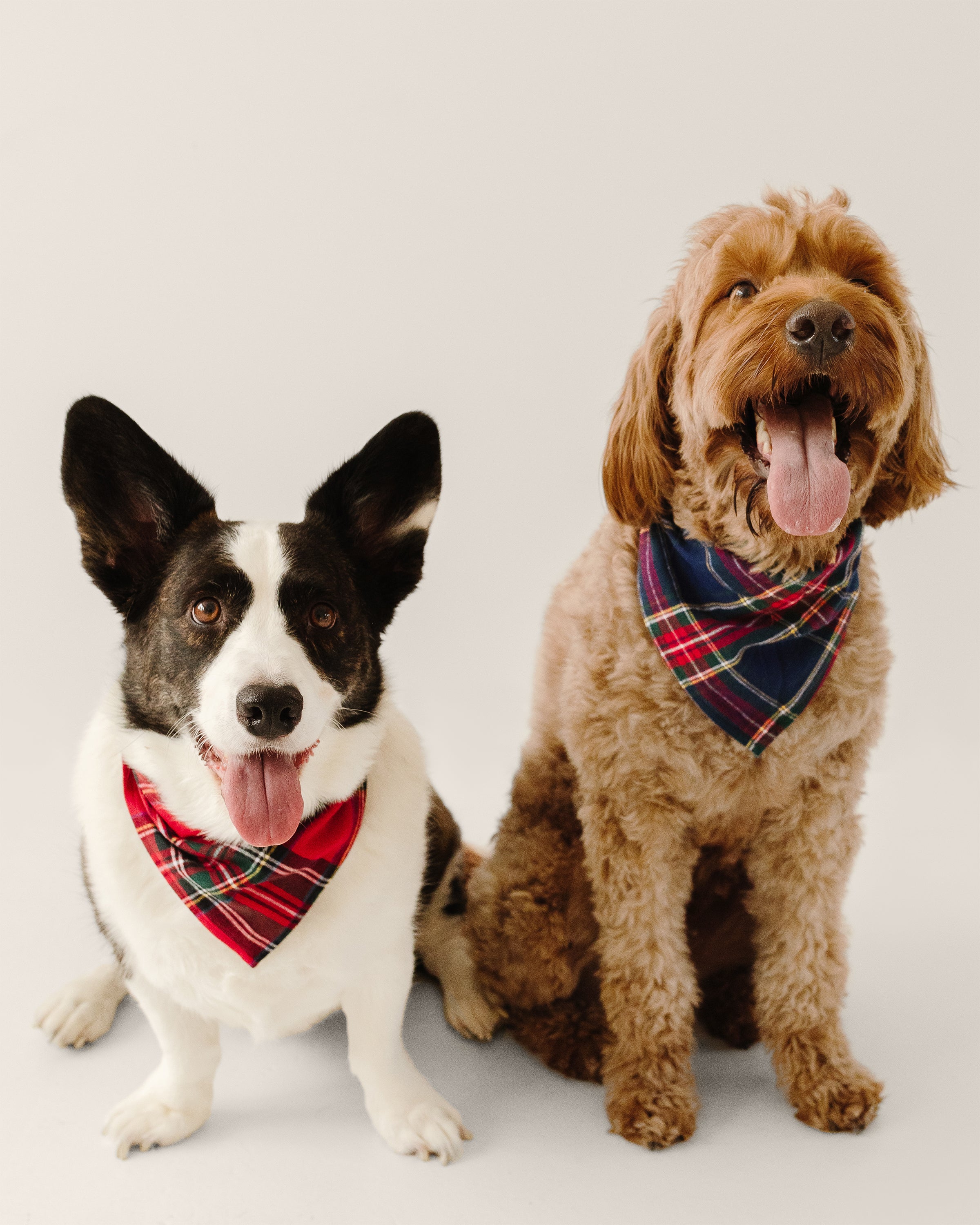 Two dogs sit festively side by side; the left one has a black and white coat and sports a red plaid bandana, while the right one, with curly brown fur, wears a blue plaid bandana. Both are in high spirits with their tongues out. Product: Brushed Cotton Dog Bandana in Imperial Tartan by Petite Plume.