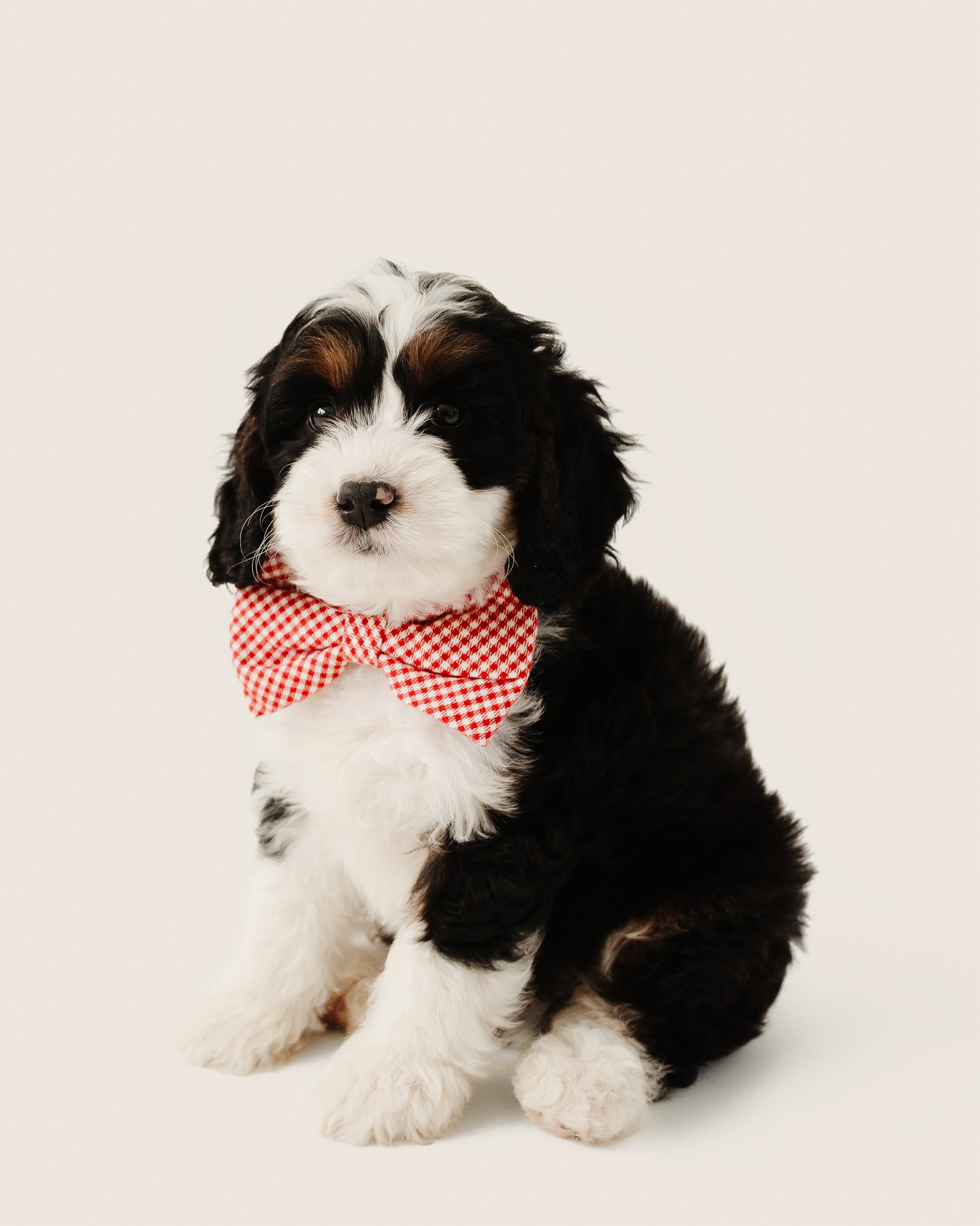 A fluffy black and white puppy, wearing a Petite Plume Red Mini Gingham Dog Bow Tie, sits against a plain background, gazing forward.