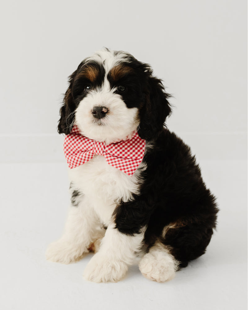 Red Mini Gingham Dog Bow Tie