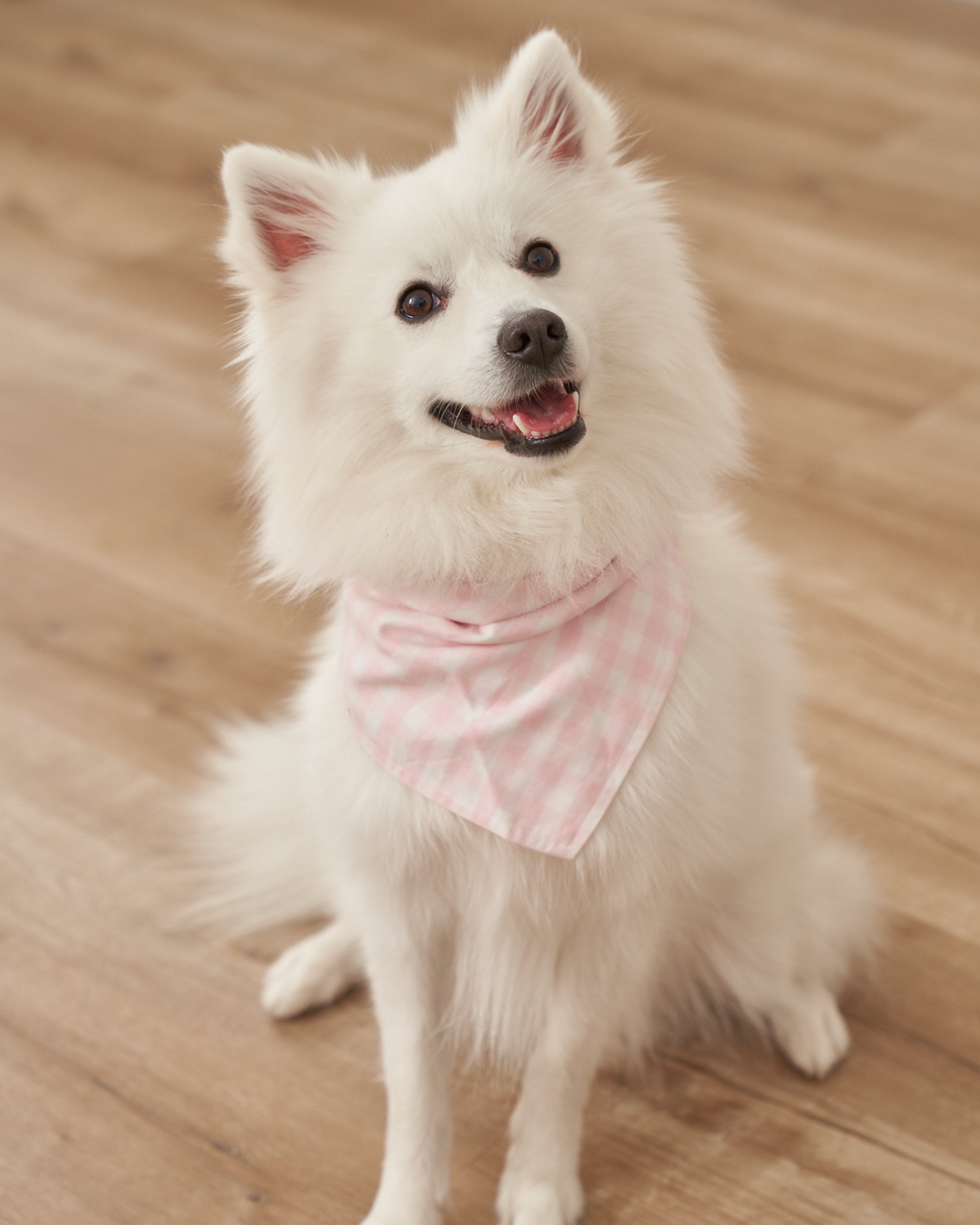 A fluffy white dog sits on a wooden floor, wearing a charming Petite Plume Dog Twill Bandana in Pink Gingham. Its perked ears and happy expression highlight how delightful accessories can elevate cuteness.