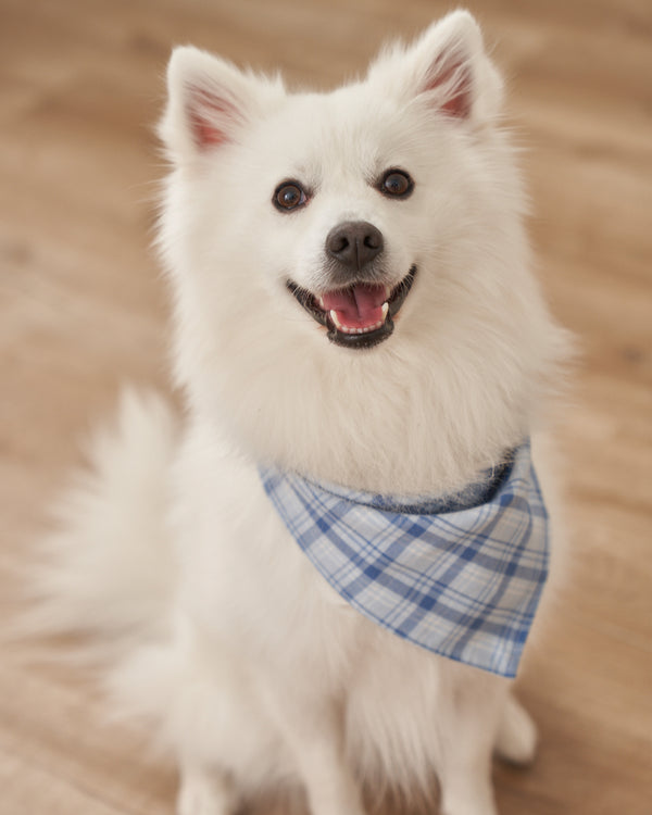 Dog Twill Bandana in Seafarer Tartan