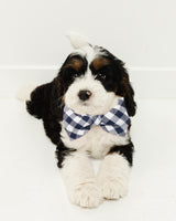 British Bulldogs Dog Bow Tie