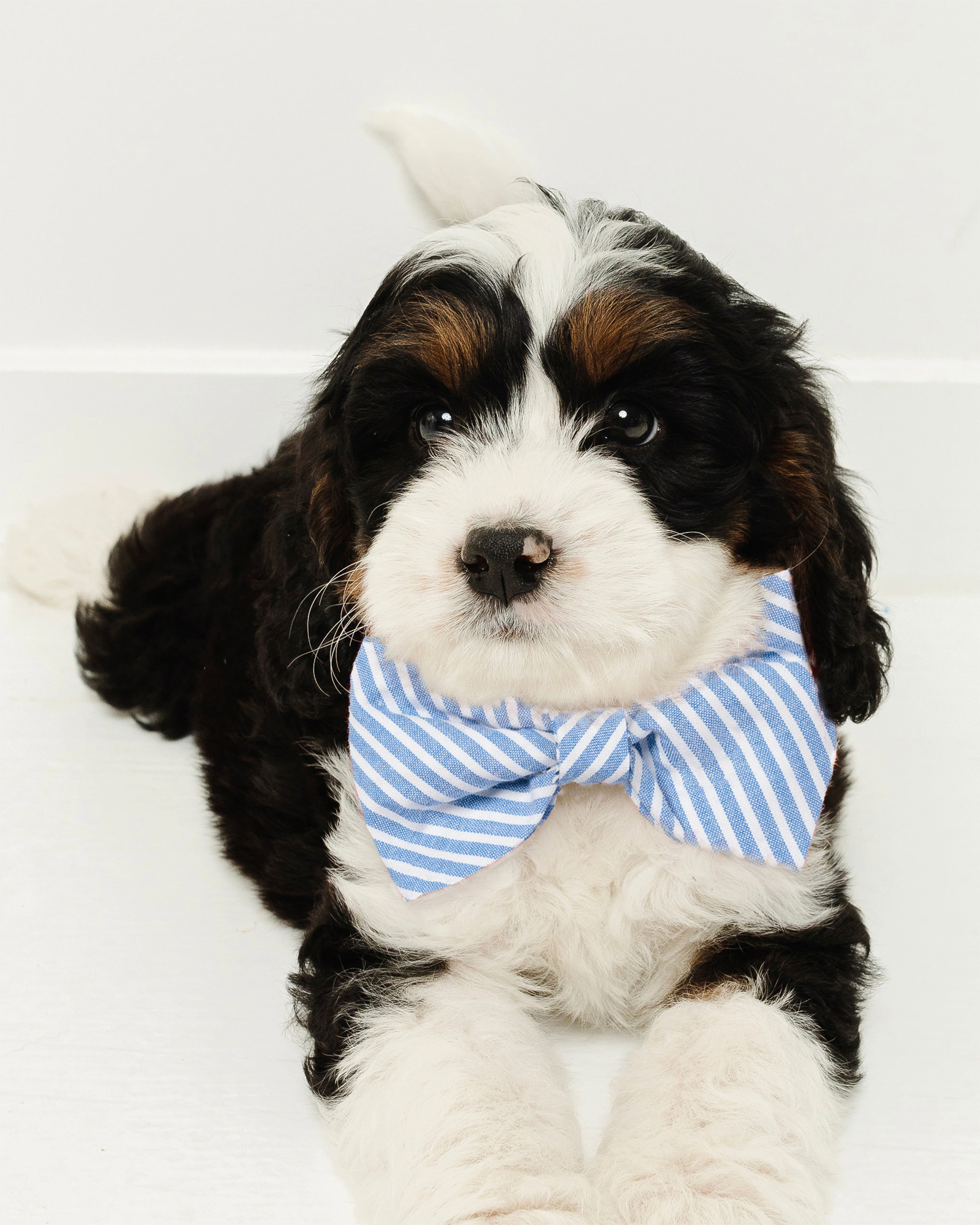 A fluffy black, white, and brown puppy on a white surface faces forward with outstretched paws, wearing a charming Dog Bow Tie in French Blue Seersucker by Petite Plume.