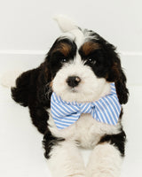 Navy Gingham Dog Bow Tie